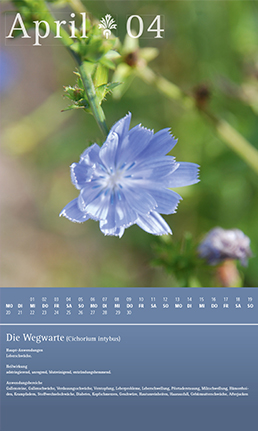 Tanja Würtele-Design-Heilkräuter-Kalender-2015-Februar